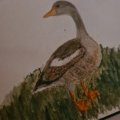 Kundenbild Aquarellstift Albrecht Dürer - 273 Warm Grey IV