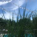 Kundenbild Spitzenwachstuch Aster - Wei�