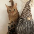 Kundenbild Filterrolle Gepard