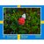 Wandkalender - Schweden - Almanacksförlaget Wandkalender - Schweden - Almanacksförlaget