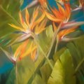 Kundenbild Baumwolltuch 380g - 60x60 cm