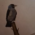 Kundenbild Aquarellstift Albrecht Dürer - 234 Kaltgrau V