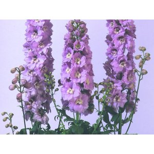 Rittersporn - Magische Fontänen Kirschblüte weiße Biene Rittersporn - Magische Fontänen Kirschblüte weiße Biene