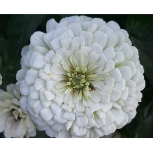 Zinnie - Benary Giant White Zinnie - Benary Giant White