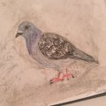 Kundenbild Aquarellstift Albrecht Dürer - 231 Kaltgrau II