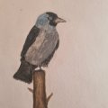 Kundenbild Aquarellstift Albrecht Dürer - 234 Kaltgrau V