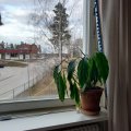 Kundenbild Kordel - Pom Pom - Mittel - Aquablau
