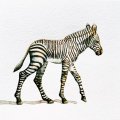 Kundenbild Aquarellblock, geklebte kaltgepresste B�gen, 300 g - A4