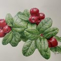 Kundenbild Farbstift Polychromos - 172 Erdgrün