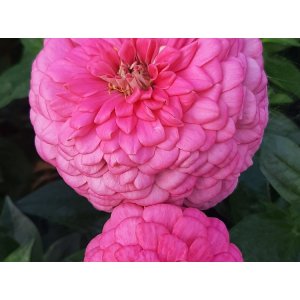 Zinnie - Benary Riesen-Leuchtrosa Zinnie - Benary Riesen-Leuchtrosa
