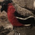 Kundenbild Filzwolle - rot 50 g Merinowolle superfein