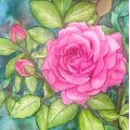 Kundenbild Marder Haarb�rste W&N Artists' Round - Nr. 3