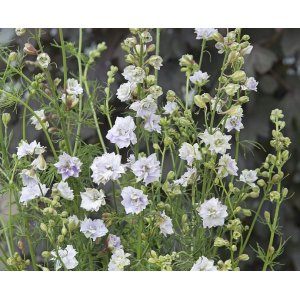 Knight Spur - Ausgefallene Smokey Eyes Knight Spur - Ausgefallene Smokey Eyes