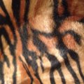 Kundenbild Fellimitat Velboa Tiger - 150 cm