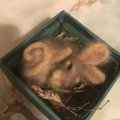 Kundenbild Holzgriff für 1 Filznadel - 1 Stk. 3 unmontierte Teile