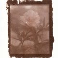 Kundenbild Moosgummib�rste 25 x 55 mm - unbehandelt