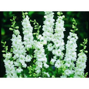 Delphinium - Brisbane White Delphinium - Brisbane White