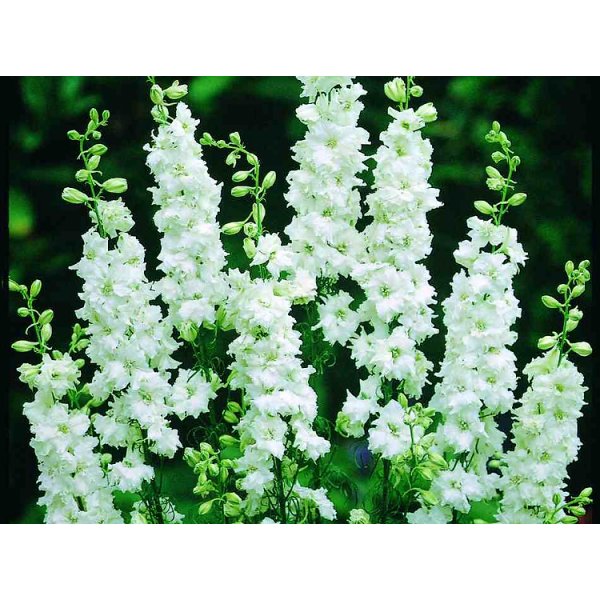 Delphinium - Brisbane White Delphinium - Brisbane White