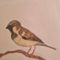 Kundenbild Aquarellstift Albrecht Dürer - 274 Warm Grey V