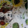 Kundenbild Set Acrylfarben - 25 Stück