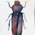 Kundenbild Canson Montval 300g Feingr�ng - 18x25 cm