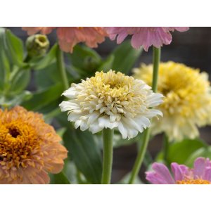 Zinnia - Cresto Pfirsiche und Sahne Zinnia - Cresto Pfirsiche und Sahne