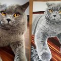Kundenbild Copic Ciao - C-5 - Cool Grey Nr. 5
