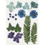 Getrocknete Blumen und Bltter - blau