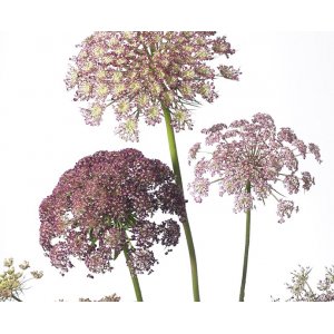 Blumenkarotte - Dara Blumenkarotte - Dara