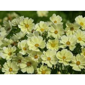 Rosenschnitt - Xanthos Rosenschnitt - Xanthos