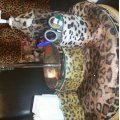 Kundenbild Velours-Tierfell - Leopard