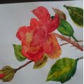 Kundenbild Aquarell-Aquarellblock 240 x 320 mm