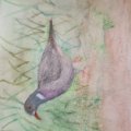 Kundenbild Aquarellstift Albrecht Dürer - 153 Kobalttürkis