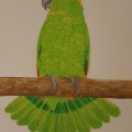 Kundenbild Aquarellstift Mondeluz - 36 Stifte im Karton