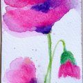 Kundenbild Aquarellfarbe W&N Cotman Half Cup - 502 Permanent Rose