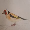 Kundenbild Aquarellstift Albrecht Dürer - 185 Neapelgelb