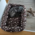 Kundenbild Velours - Hundebein und Pfote - 147 cm
