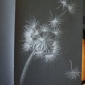 Kundenbild Skizzenbuch Sakura Schwarzes Papier 140g 80 Blatt - 13x21 cm
