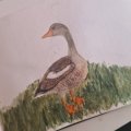 Kundenbild Aquarellstift Albrecht Dürer - 173 Olivgrün Gelblich
