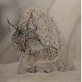 Kundenbild Acrylfarbe W&N Galeria 120 ml - 076 Gebranntes Umbra