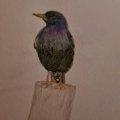Kundenbild Aquarellstift Albrecht Dürer - 153 Kobalttürkis