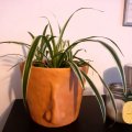 Kundenbild DAS Clay 1 kg Terrakotta