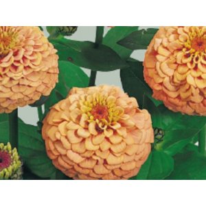 Zinnia - Oklahoma-Lachs Zinnia - Oklahoma-Lachs