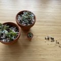 Kundenbild Terrakottatöpfe 4 cm - 10er-Pack